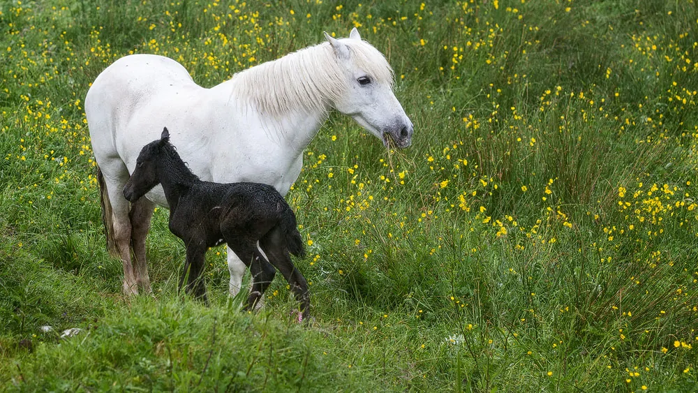 Eriskay Ponies Besuch Bei Den Letzten Ihrer Art