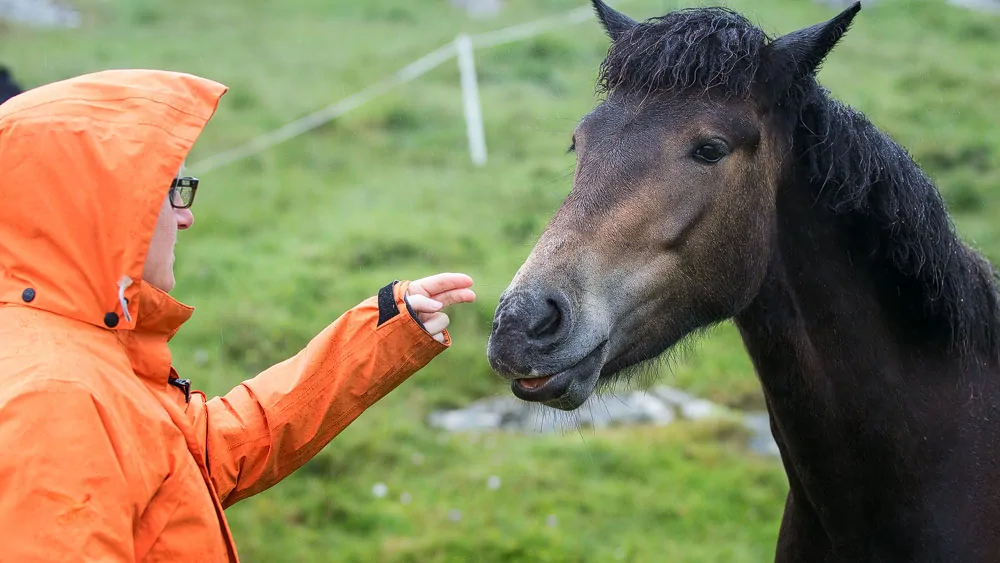 Eriskay Ponies Besuch Bei Den Letzten Ihrer Art