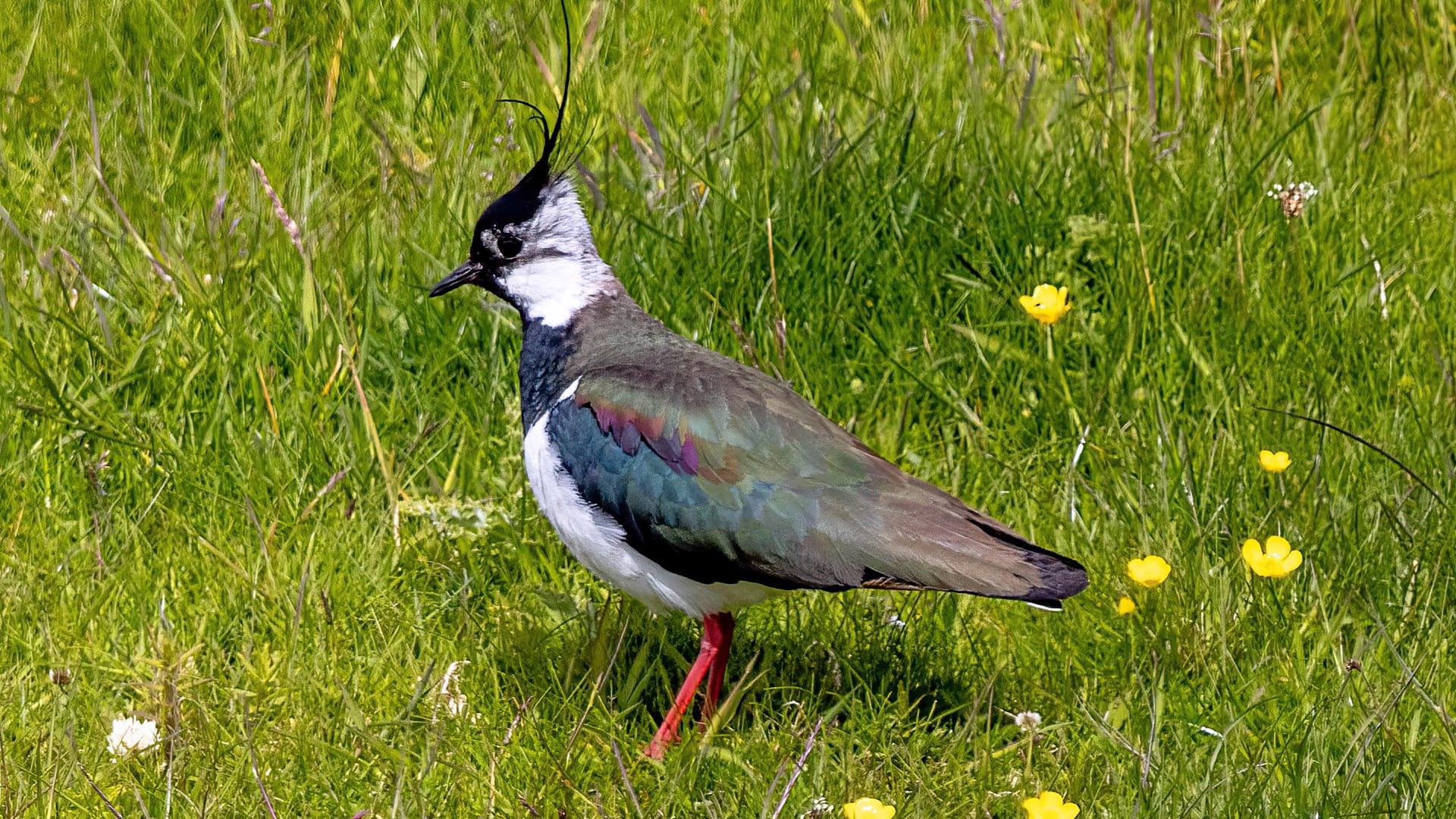 Ein Kiebitz steht im Gras. Sein Feder-Kleid schillert mehrfarbig.