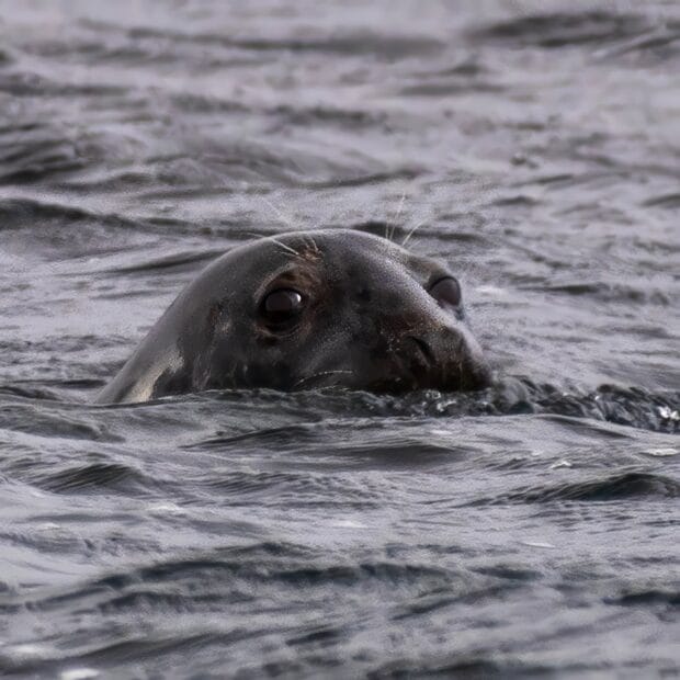 Der Kopf eines Seehunds schaut halb aus dem Wasser bei der Insel Coll