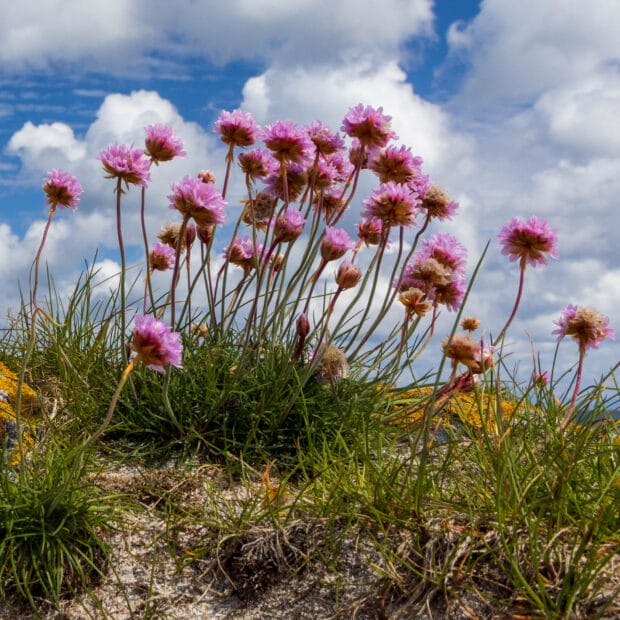 Rosa Strand-Grasnelken gegen den blauen Himmel fotografiert