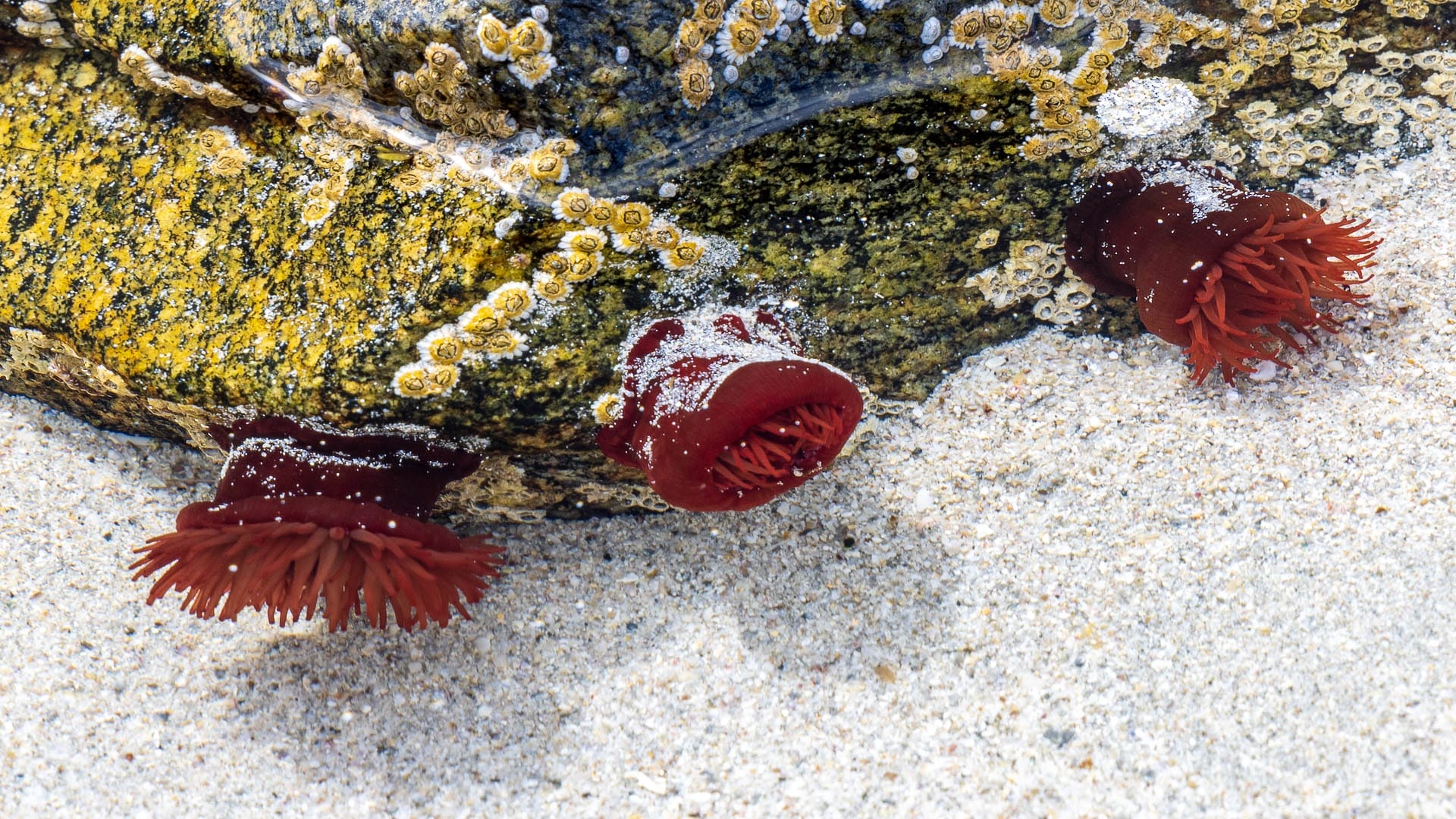 Drei rote See-Anemonen im Wasser an einem Stein