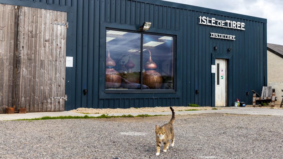 Eine Katze kommt auf die Kamera zu, im Hintergrund ist das schwarze Gebäude der Tiree Distillery zu sehen