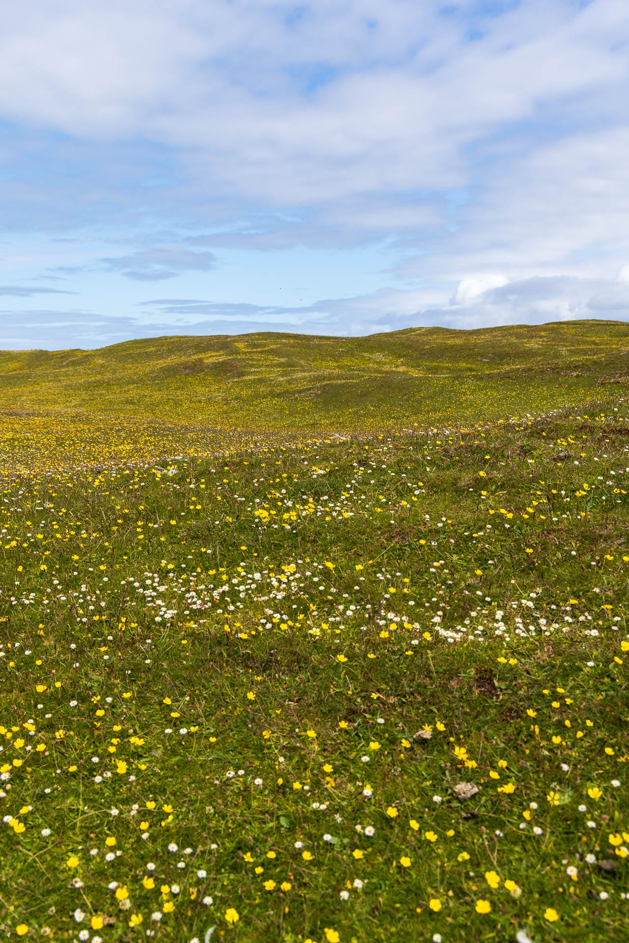 Eine grüne Wiese mit unzähligen Blumen darauf.