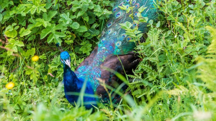 Ein männlicher Pfau umgeben von Farn in Talisker