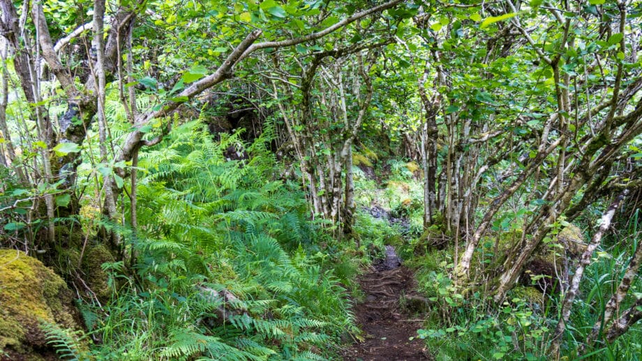 Ein schmaler, erdiger Pfad führt durch Farn und Wald auf UIva.