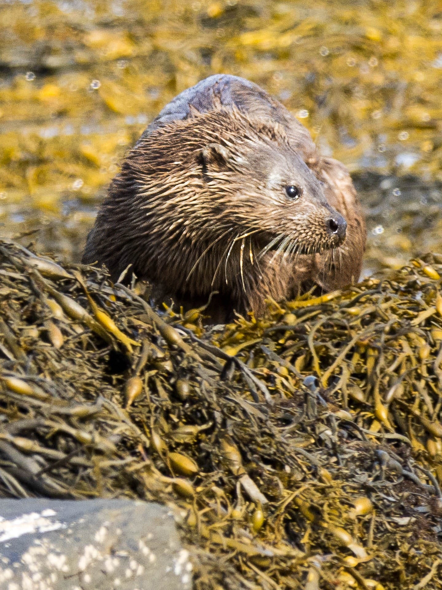 Otter auf Mull