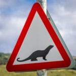 Ein Hinweisschild an der Straße auf Mull weist auf kreuzende Otter hin