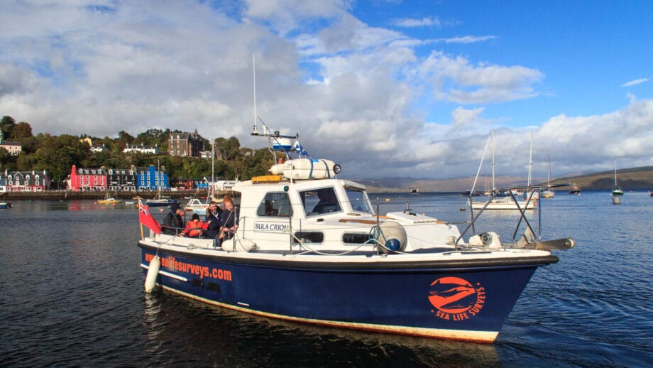 Das Boot von Sea Life Mull im Hafen von Tobermory bei Sonnensschein